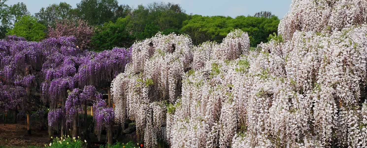 足利花卉紫藤公園