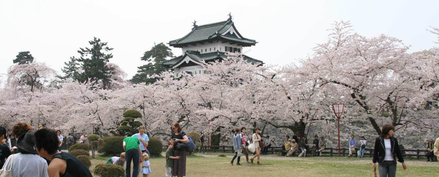 弘前公園是著名的賞櫻景點