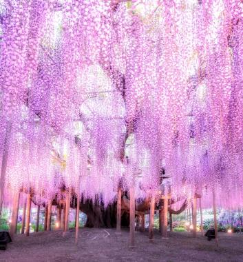 紫藤花語足利花卉公園