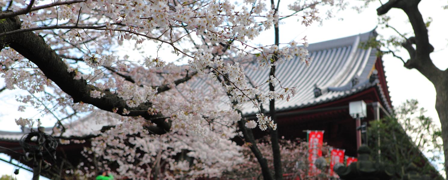 上野恩賜公園賞櫻