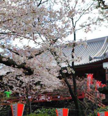 上野恩賜公園賞櫻