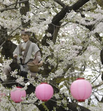 櫻花百選－烏帽山公園