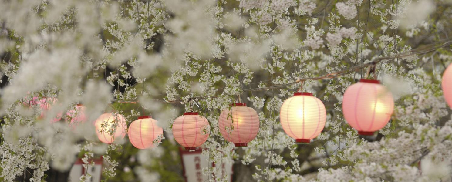 櫻花百選－烏帽山公園