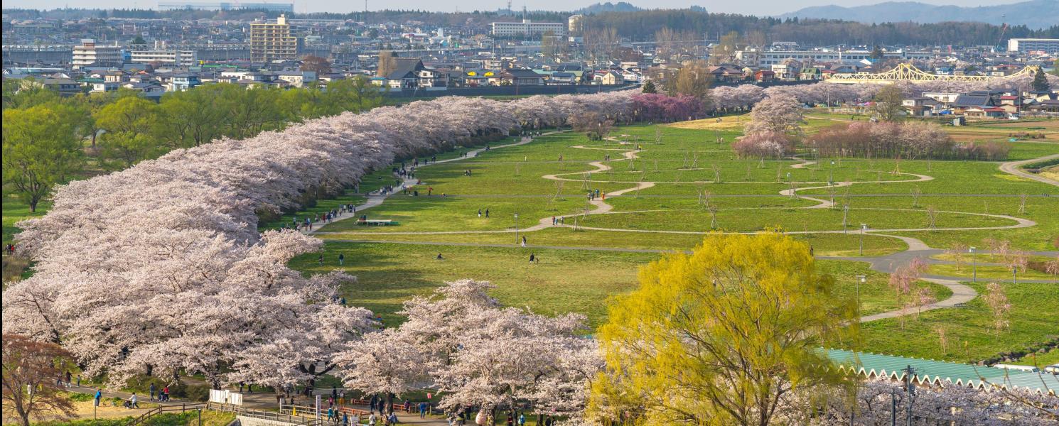 櫻花百選～北上展勝地