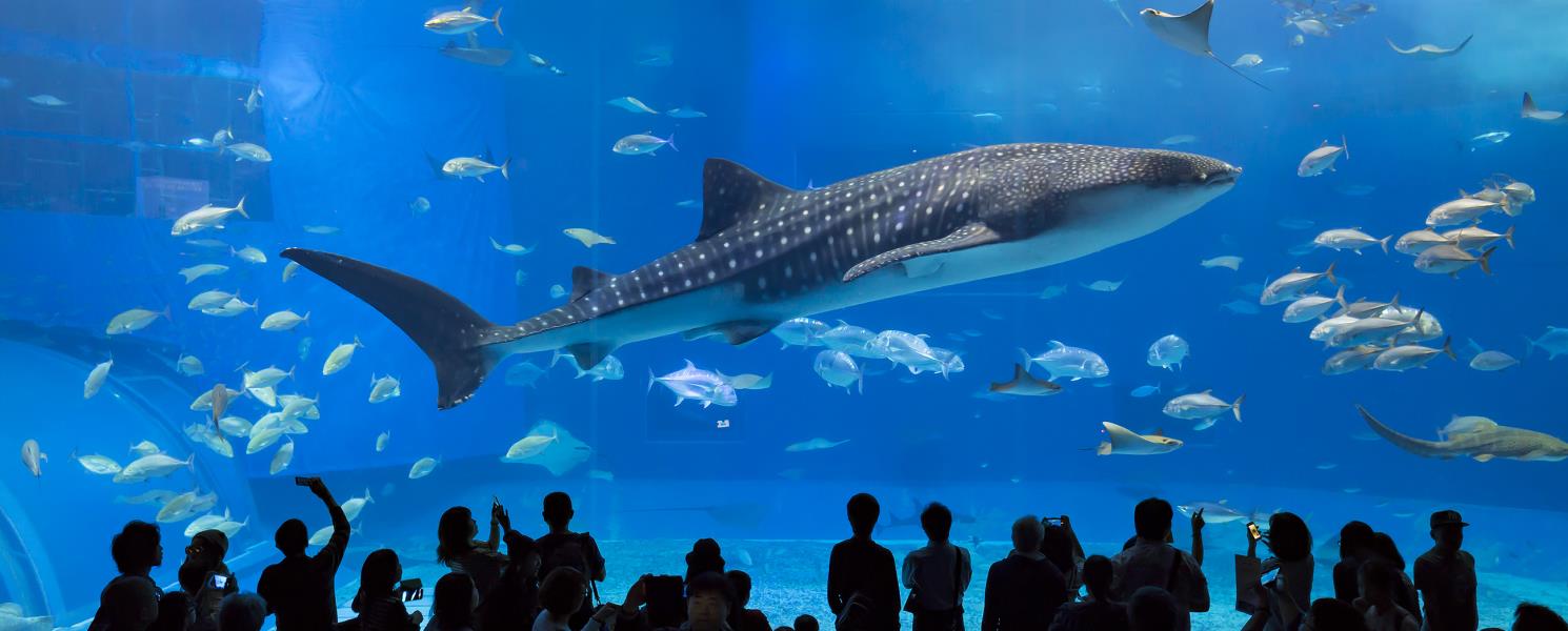 海洋博紀念公園、美麗海水族館