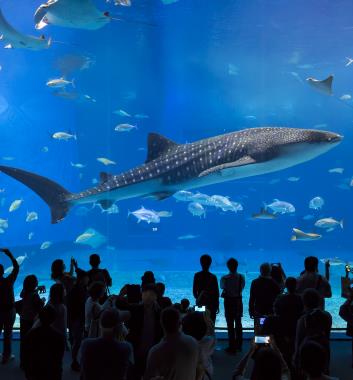 海洋博紀念公園、美麗海水族館