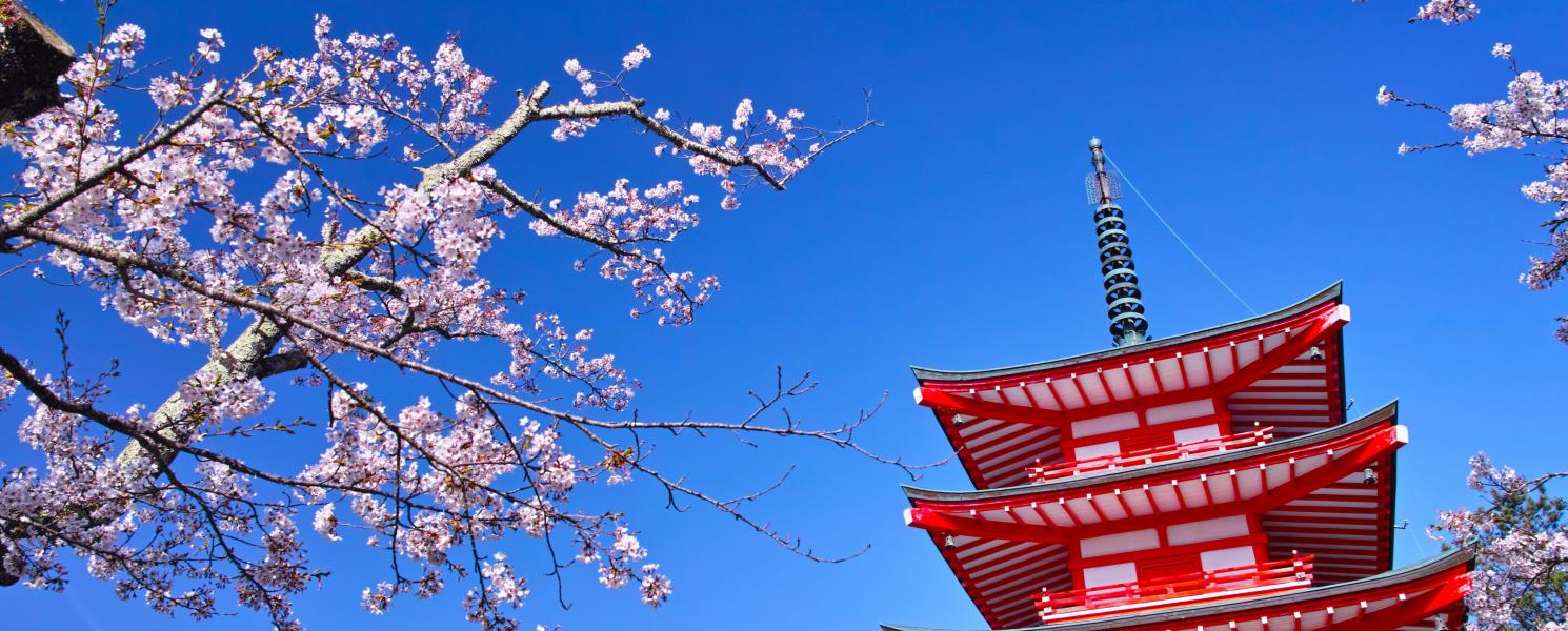 新倉山淺間神社賞櫻