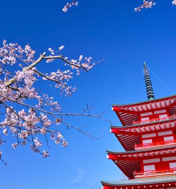 新倉山淺間神社賞櫻