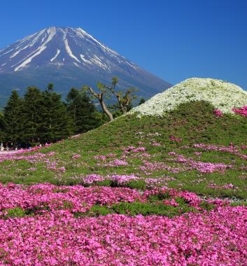 期間限定－富士芝櫻祭