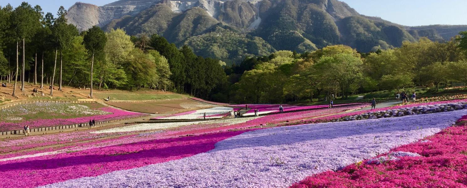 期間限定－富士芝櫻祭