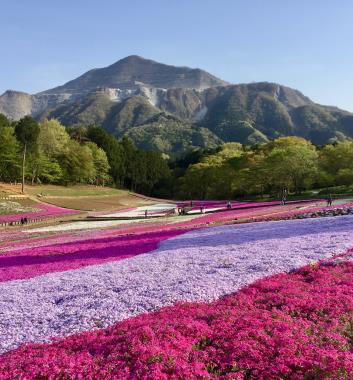 期間限定－富士芝櫻祭