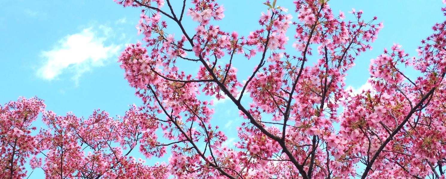 上野恩賜公園賞櫻