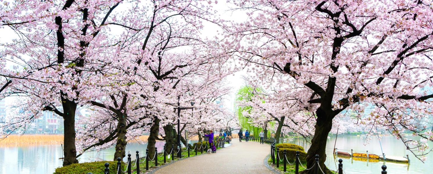 上野恩賜公園賞櫻