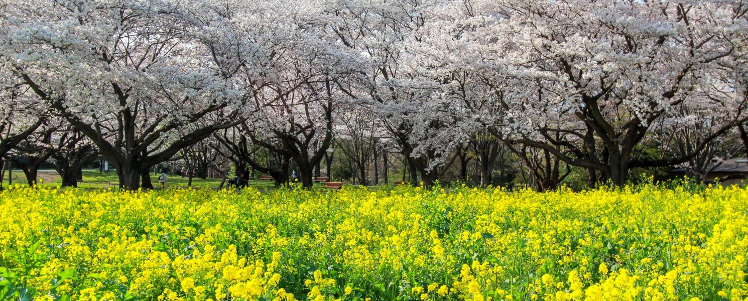 國營昭和紀念公園