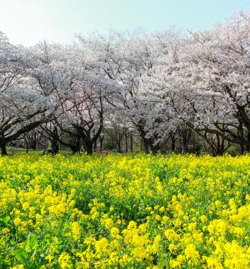 國營昭和紀念公園