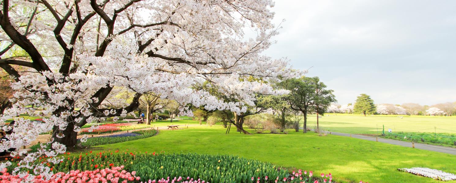 國營昭和記念公園