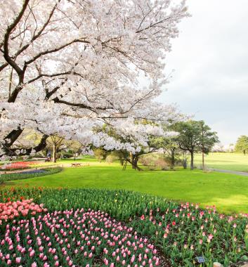 國營昭和記念公園