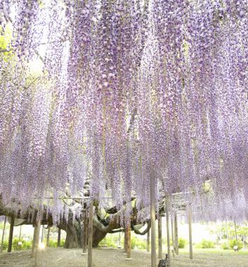 足利花卉公園紫藤