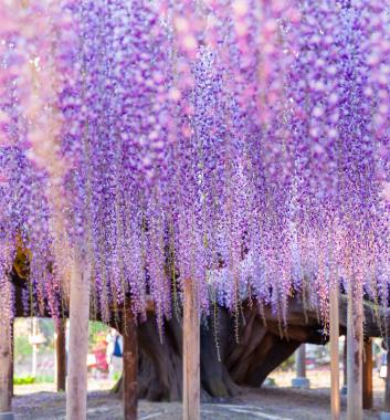 紫藤花語足利花卉公園