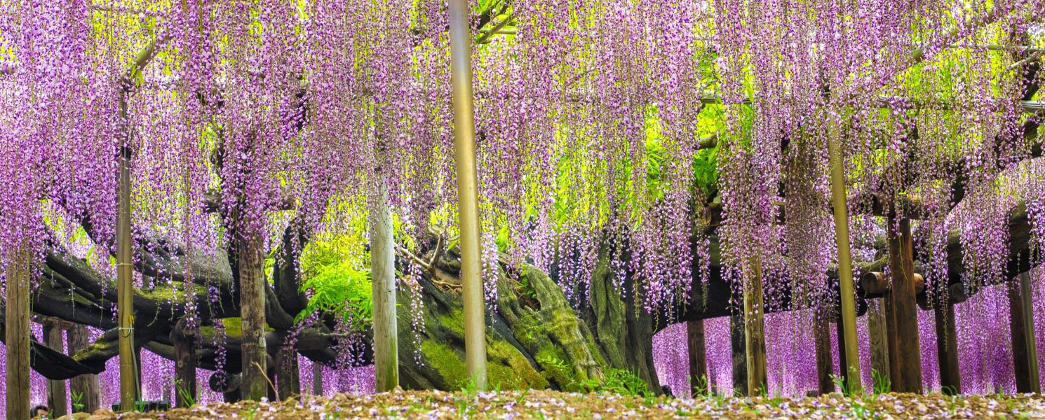 足利花卉公園紫藤