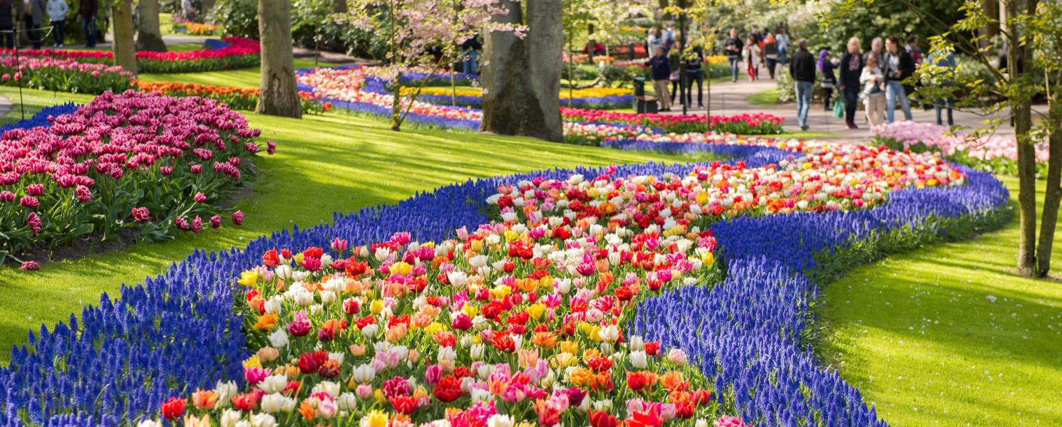 庫肯霍夫鬱金香花園