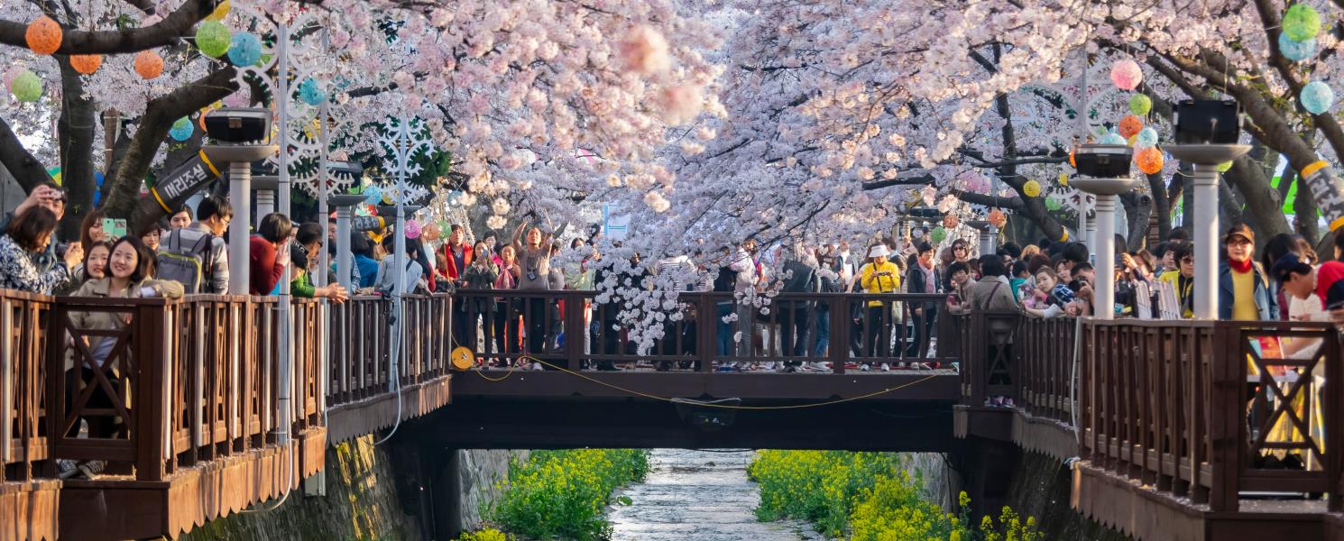 愛與櫻花羅曼史～余佐川羅曼史橋