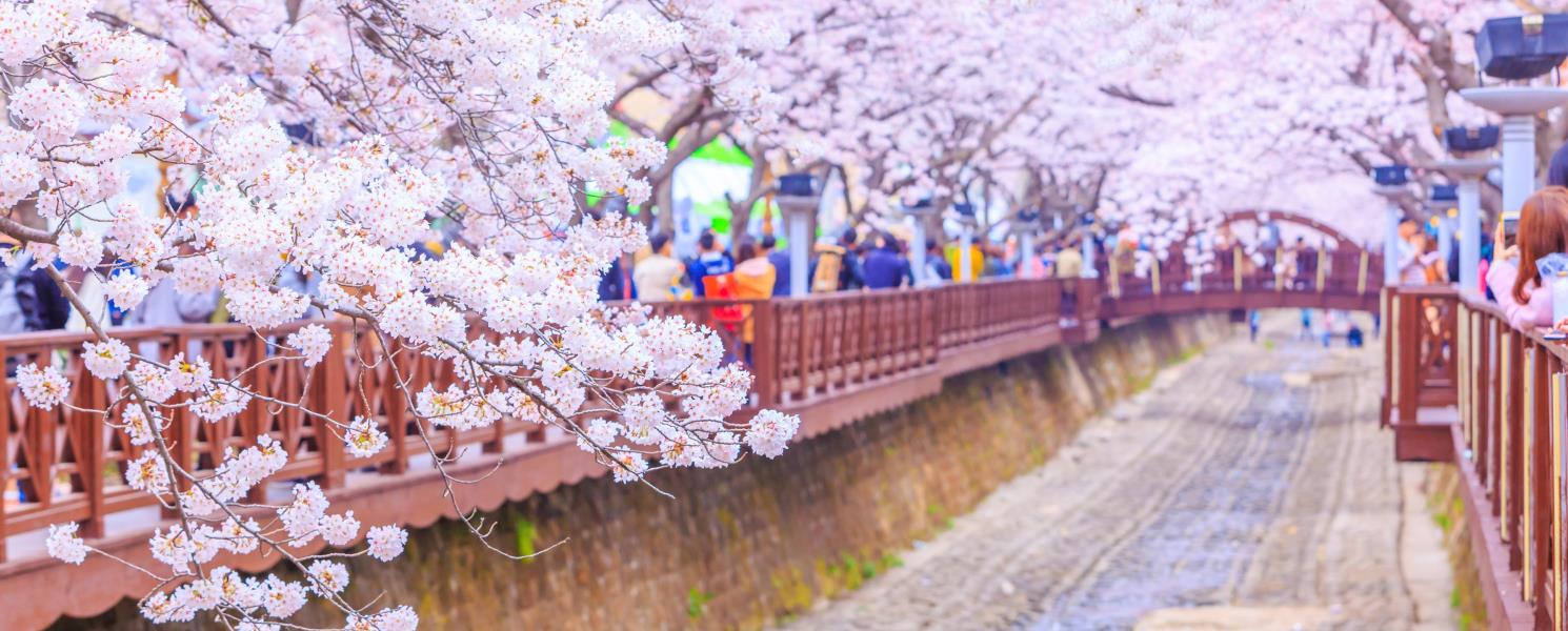 愛與櫻花羅曼史～余佐川羅曼史橋