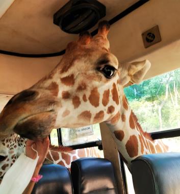 北碧府動物園遊園車