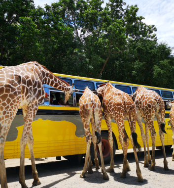北碧府動物園遊園車