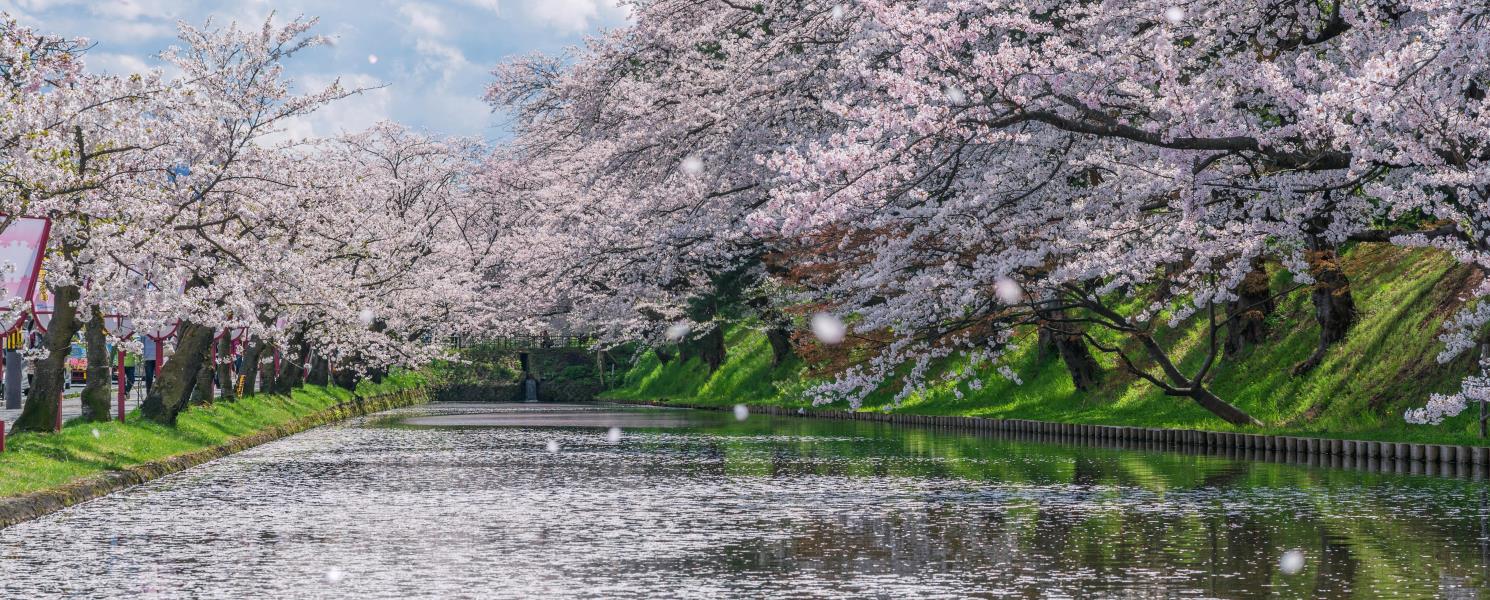 弘前公園是著名的賞櫻景點