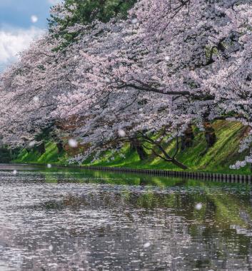 弘前公園是著名的賞櫻景點