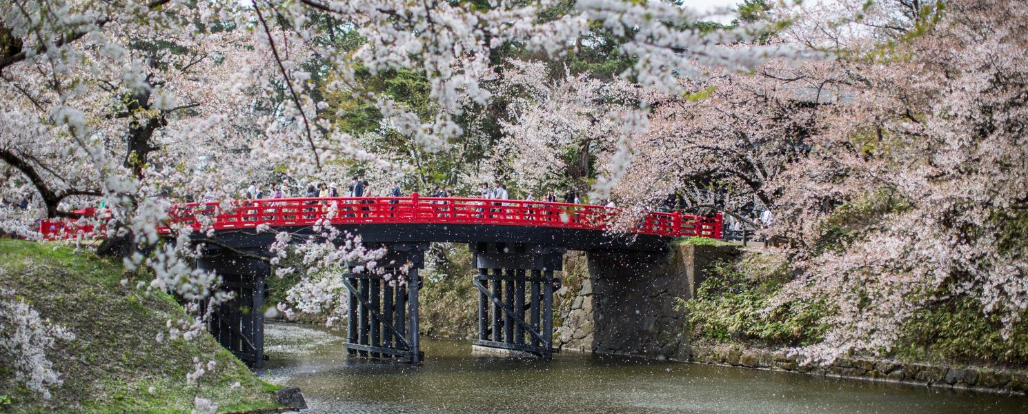 弘前公園是著名的賞櫻景點