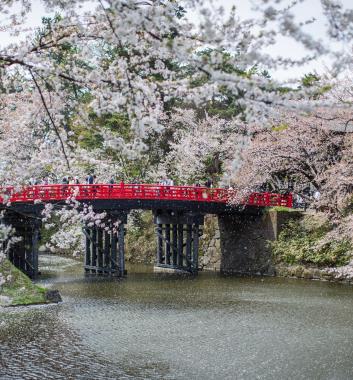 弘前公園是著名的賞櫻景點