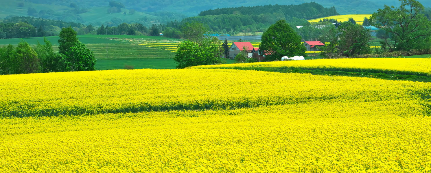 瀧川油菜花園地　