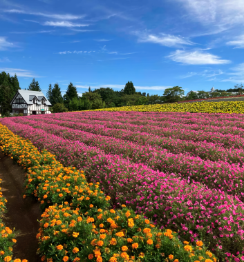 牧歌之里牧場春景