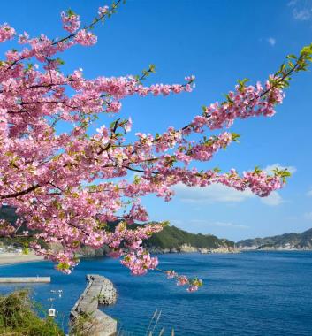 四浦半島河津櫻勝地